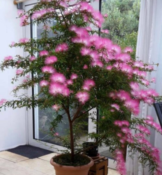 Rosa Puderquastenstrauch DIXIE PINK 20-30 cm, kont. 2 l