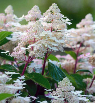 Rispenhortensie EARLY HARRY 20-30 cm, Cont. 2,5 l