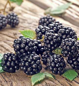 Dornenlose Brombeere 'CHESTER THORNLESS' Cont. 1 l