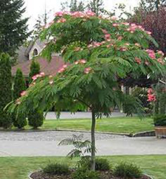 Seidenbaum 100-120 cm, Cont. 12 l