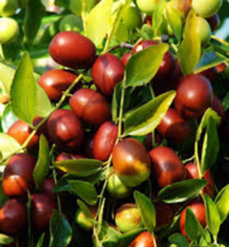 Chinesische Jujube, 150-160 cm, Cont. 5 l