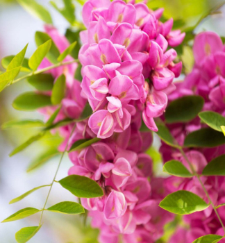 Robinie �CASQUE ROUGE� 270-280 cm, Cont. 12 l