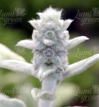Obr�zok (8)