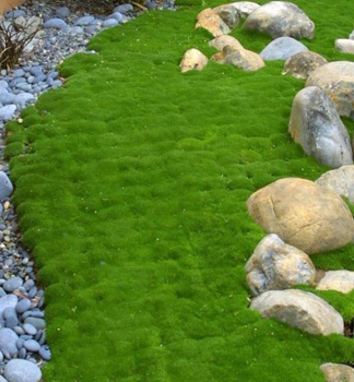 Sternmoos GREEN MOSS Cont. 0,5 l