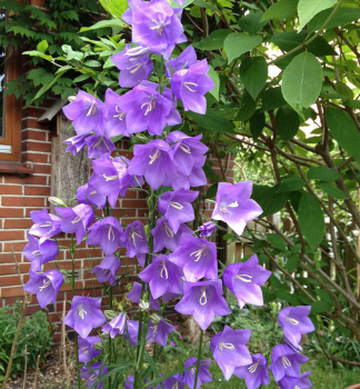 Pfirsichblttrige Glockenblume GRANDIFLORA Cont. 0,5 l