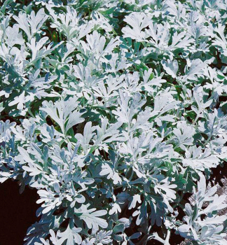 Silberraute SILVER BROCADE Cont. 0,5 l