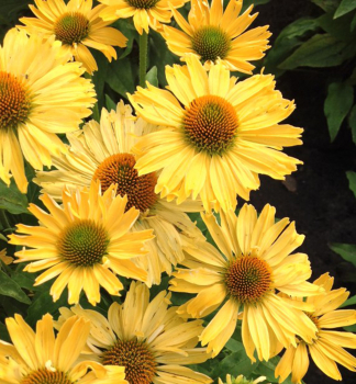 Sonnenhut (Echinacea) YELLOW PEARL Cont. 1 l