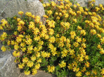 Obrzok (6)