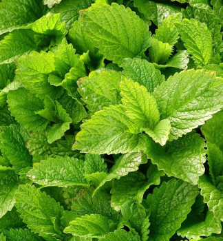 Melisse, Cont. 1,5 l