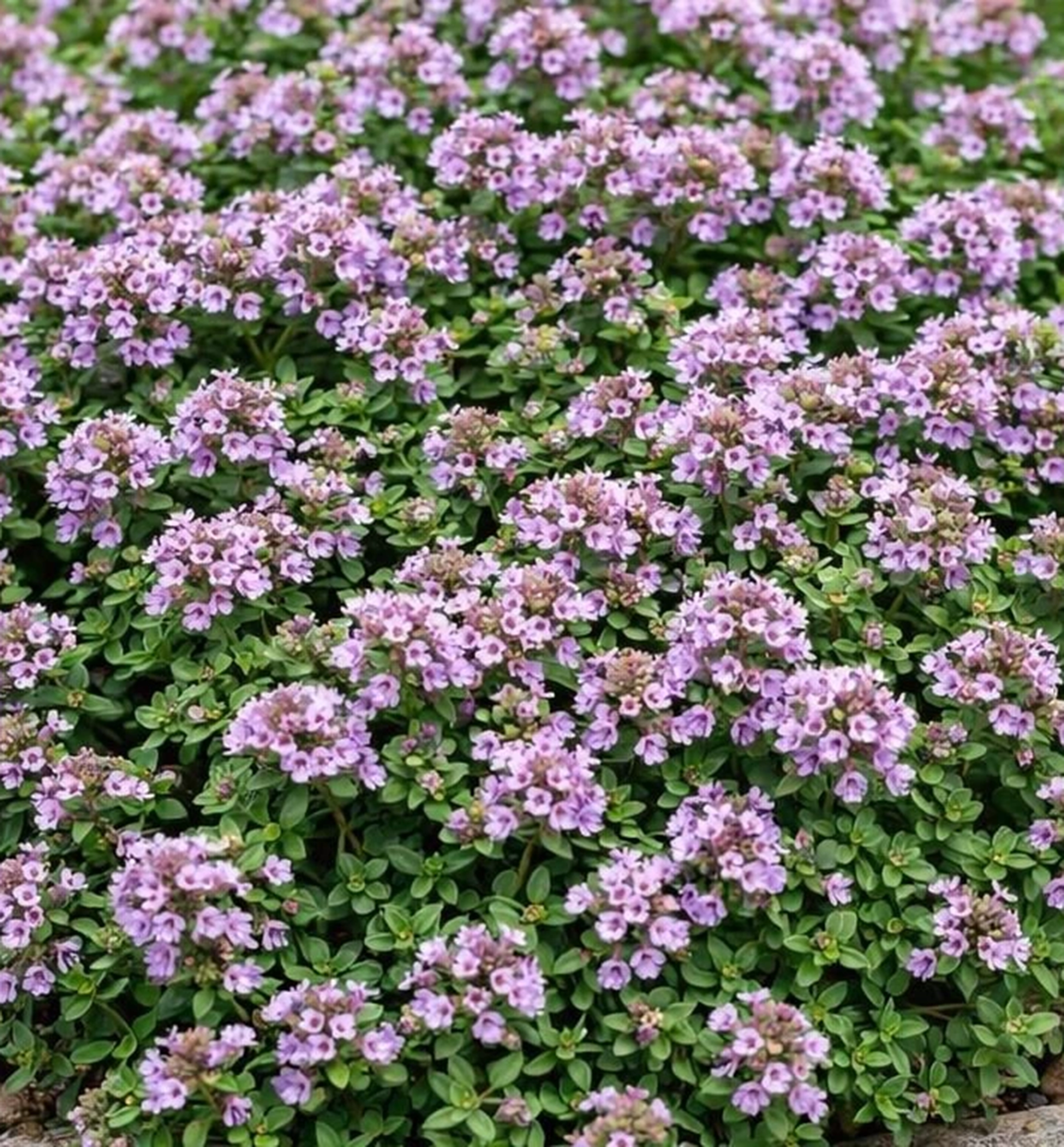 Echte Thymian �SHEPHERDS� Cont. 0,5 l