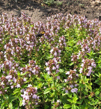 Echte Thymian �SHEPHERDS� Cont. 0,5 l