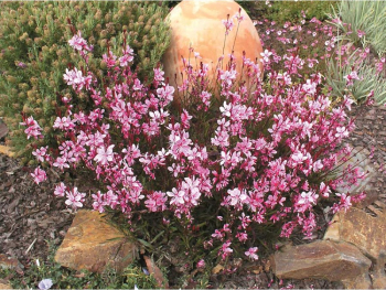 Obrzok (9)