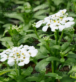 Obr�zok (6)