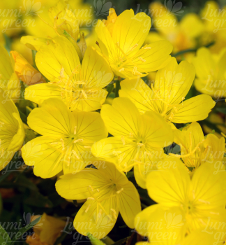 Obr�zok (4)