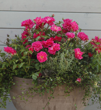 Bodendeckerrose BLHWUNDER 08 * Kordes 2008, kont. 2 l