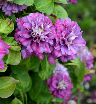 Groblumige Clematis KROLOWA BONA 30-40 cm, Cont. 1,6 l