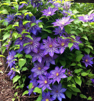 Groblumige Clematis CRYSTAL FOUNTAIN 40-50 cm, cont. 2 l
