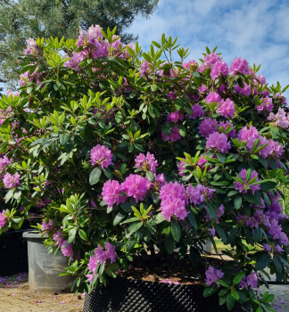 Rhododendron CATAWBIENSE BOURSAULT 40-50 cm, Cont. 5 l
