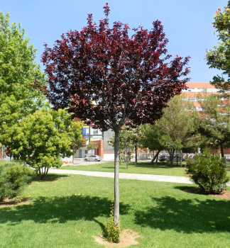 Zierpflaume PISSARDI auf einem Stamm 100-110 cm, Cont. 18 l