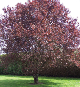 Zierpflaume PISSARDI 160-180 cm, kont. 15 l