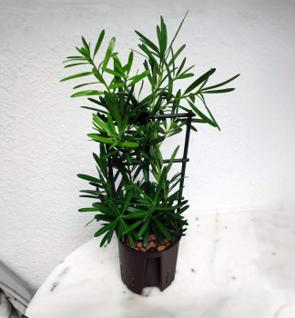 Groblttrige Steineibe 40-50 cm, Cont. 3 l