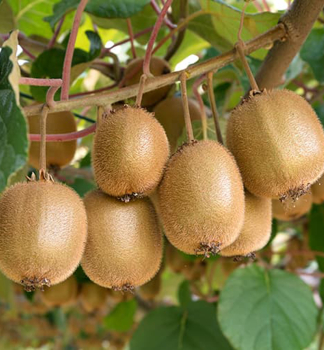 Grofrchtige Kiwi BOSKOOP+JENNY 100-120 cm, Cont. 17 l