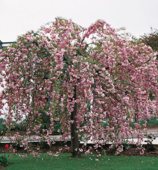 Zierapfelbaum CHEALS WEEPING auf stamm 80 cm, Cont. 5 l