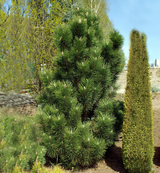 Bergkiefer GREEN COLUMN 40-50 cm, Cont. 7,5 l