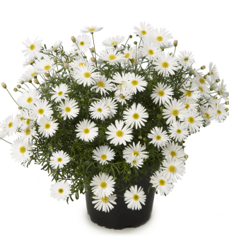 Blaue G�nsebl�mchen �SURDAISY WHITE�, Cont. 0,5 l