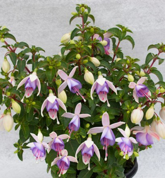 Fuchsie �JOLLIES MACON�, Cont. 0,5 l
