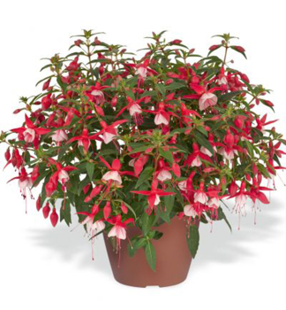 Fuchsie �JOLLIES MENTON�, Cont. 0,5 l