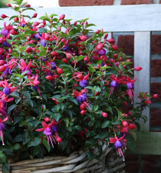 Fuchsie �JOLLIES NANTES�, Cont. 0,5 l