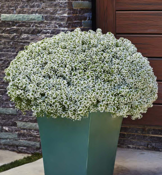 Duftsteinrich �WHITE STREAM�, Cont. 0,5 l