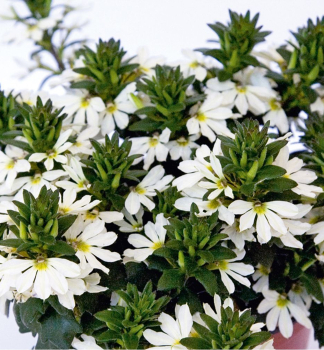 F�cherblume �VENTIA WHITE�, Cont. 0,5 l