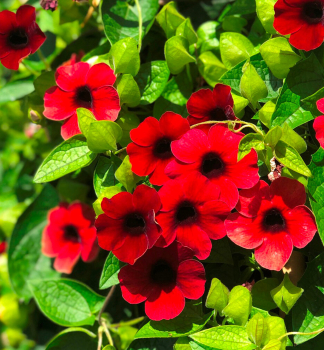 Thunbergia 'SUNNY SUSY�CHERRY', Cont. 0,5 l