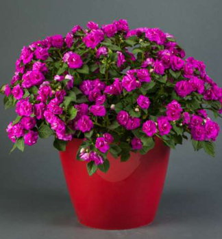 Flei�iges Lieschen �MUSICA ELECTRIC PURPLE�, Cont. 0,5 l