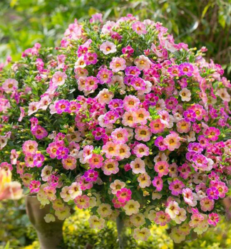 Mini-Petunie 'CHAMELEON� PINK SPLASH', Cont. 0,5 l