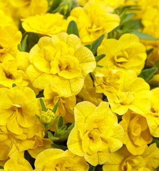 Mini-Petunie �PORTUCAL� DOUBLE YELLOW�, Cont. 0,5 l