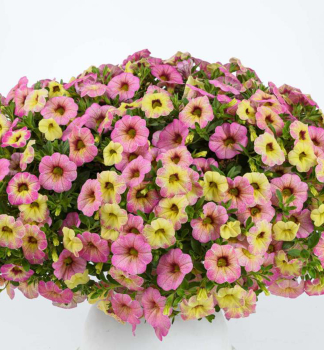 Mini-Petunie �OMBRE PINK�, Cont. 0,5 l