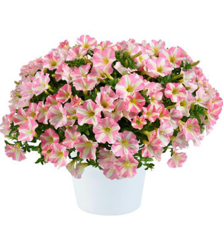 Petunie �AMORE� PRINCESS PINK�, Cont. 0,5 l