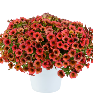 Petunie �CASCADIAS� ARIZONA SKY�, Cont. 0,5 l