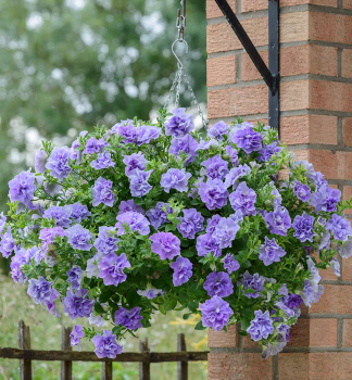 Petunie �TUMBELINA� MARIA�, Cont. 0,5 l