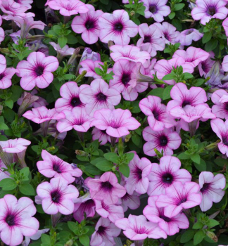 Petunie 'CAPELLA� PINK LACE', Cont. 0,5 l