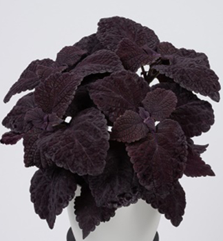 Buntnessel �COPINTO� MANHATTAN�, Cont. 0,5 l