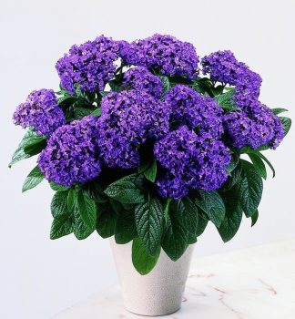 Vanilleblume �NAUTILUS BLUE�, Cont. 0,5 l