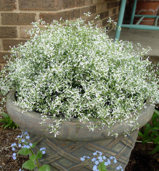 Zauberschnee �DIAMOND FROST�, Cont. 0,5 l