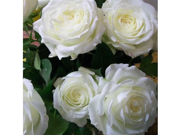 Rose �ALABASTER�� * Tantau, 20-30 cm, kont. 2 l