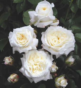 Rose �ALABASTER�� * Tantau, kont. 2 l