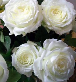 Rose �ALABASTER�� * Tantau, 20-30 cm, kont. 2 l