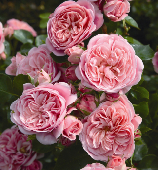 Rose BAILANDO * Tantau, kont. 2 l